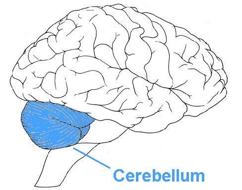 Many methods claim to be able to address posture. But they almost never address the part of your body that controls posture. The brain, in particular the subconscious parts like the cerebellum.