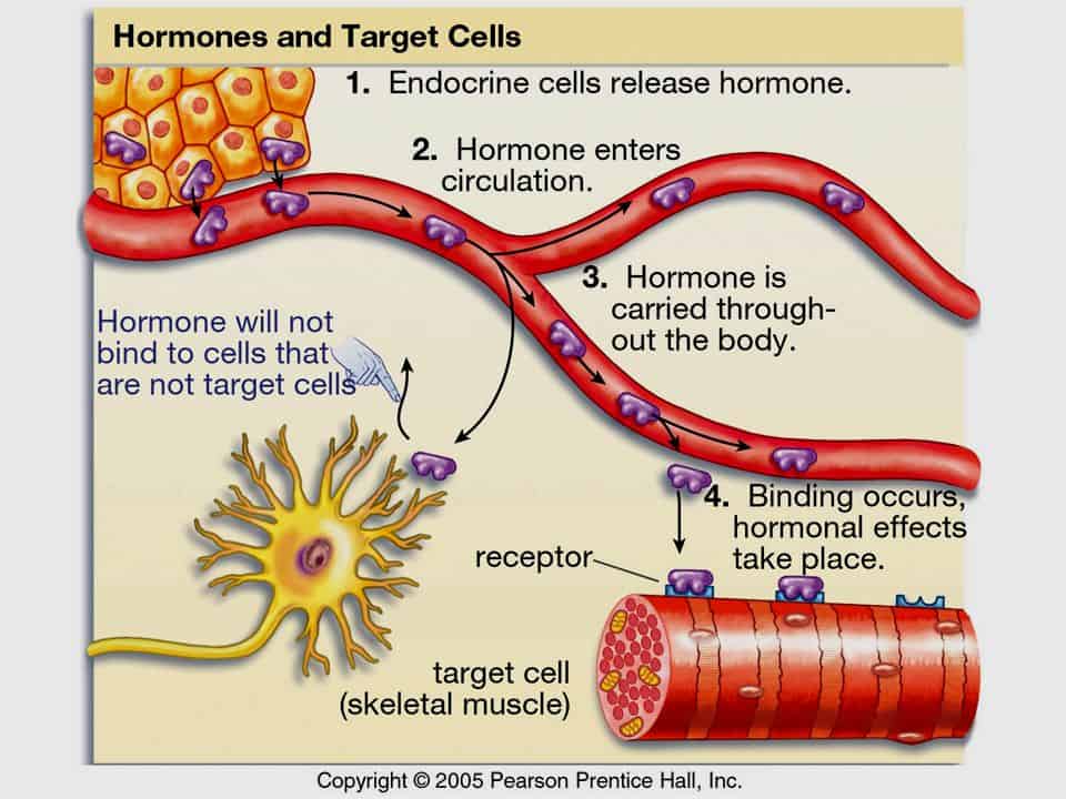 do hormones travel around the body